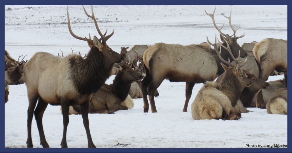 Elk in winter