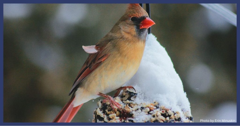 Winter bird feeding